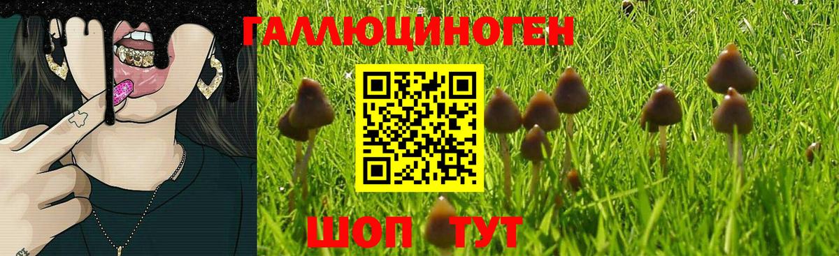 Псилоцибиновые грибы Psilocybe Кингисепп
